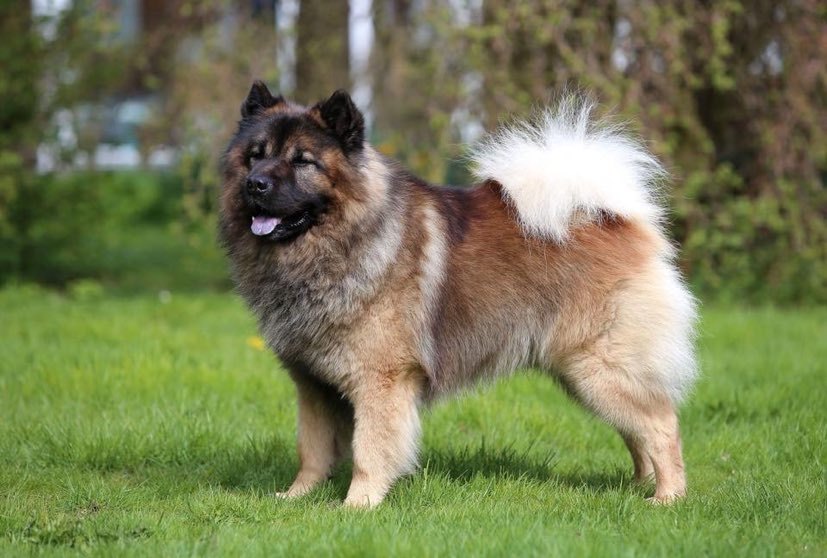 Eurasierkrogen Eurasierkennel Midtvestjylland