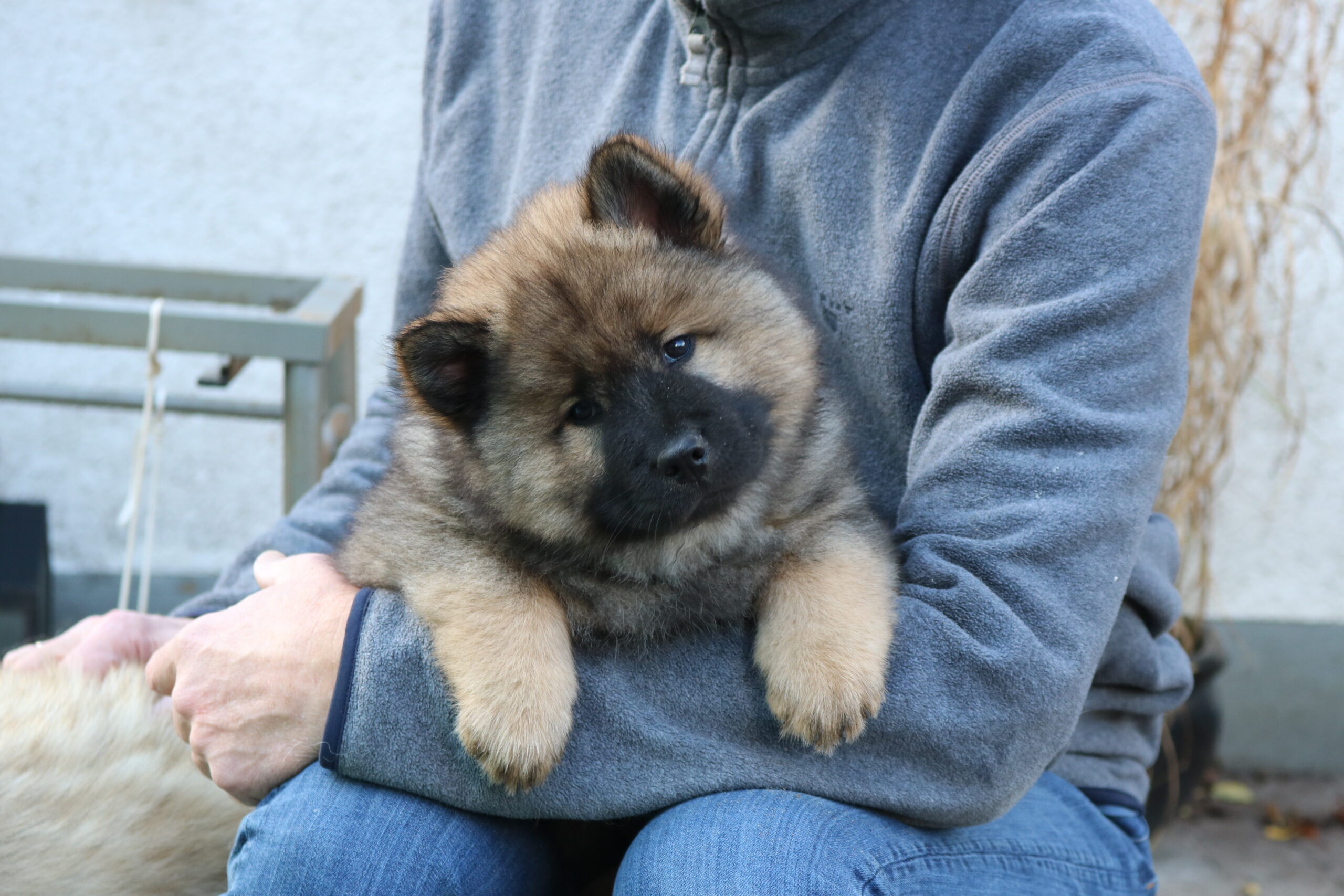 Eurasierkrogen Eurasierkennel Midtvestjylland